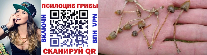 Галлюциногенные грибы Psilocybe  Абинск 